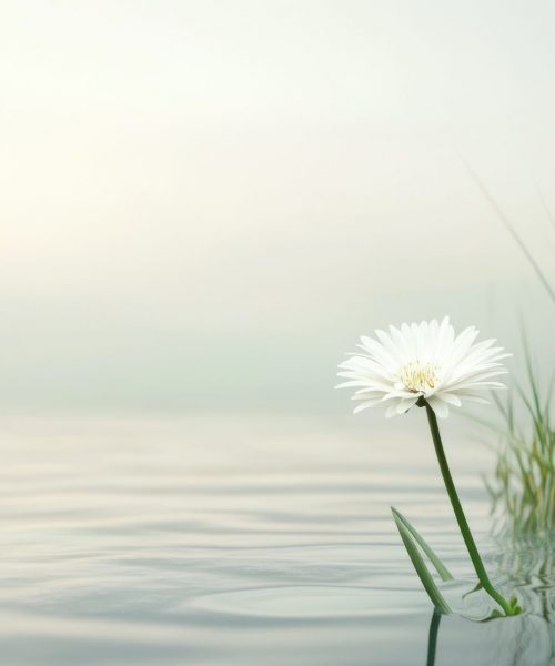 A tranquil scene of a solitary wildflower growing amidst tall grass, capturing simplicity and peace, ideal for mindfulness and wellness themes --ar 16:7 --v 6.1 Job ID: 4eae50b3-de45-44b6-982e-ebd8abcc586e